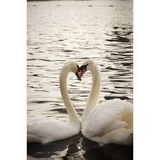 Heart of Swans